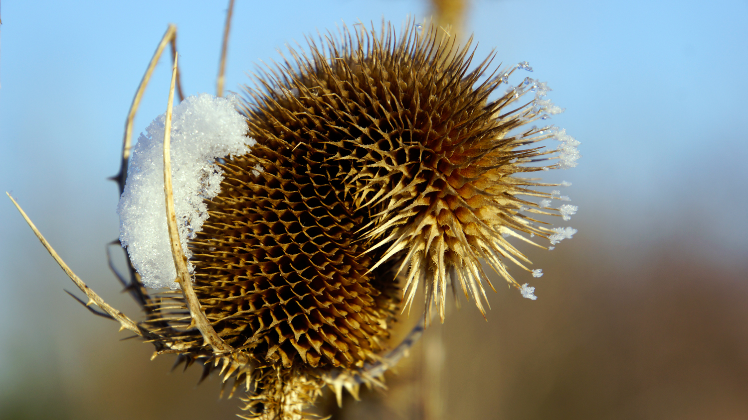 Der schöne Winter