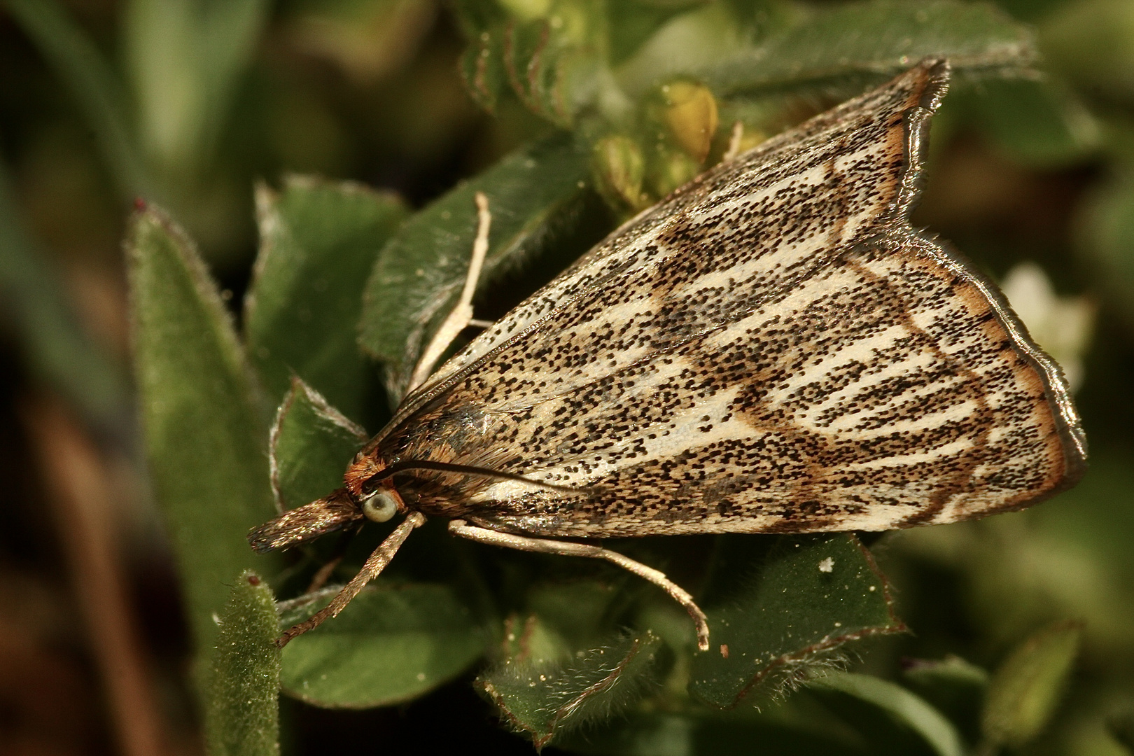 Der schöne Zünsler THISANOTIA CHRYSONUCHELLA ...