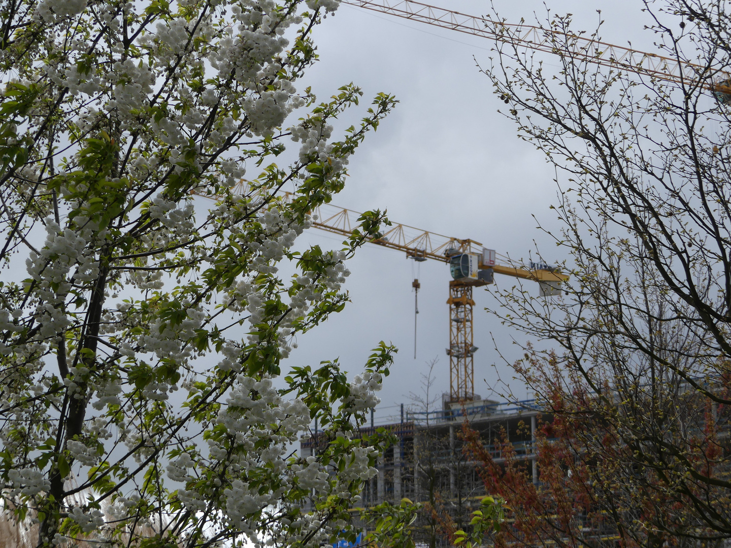 Der Schönere gewinnt den Frühling!