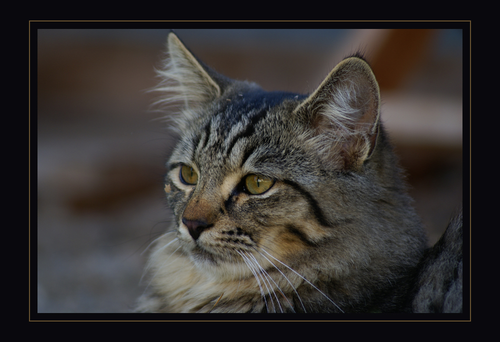 ~ Der "Schönling" im Garten des Nachbarn ~