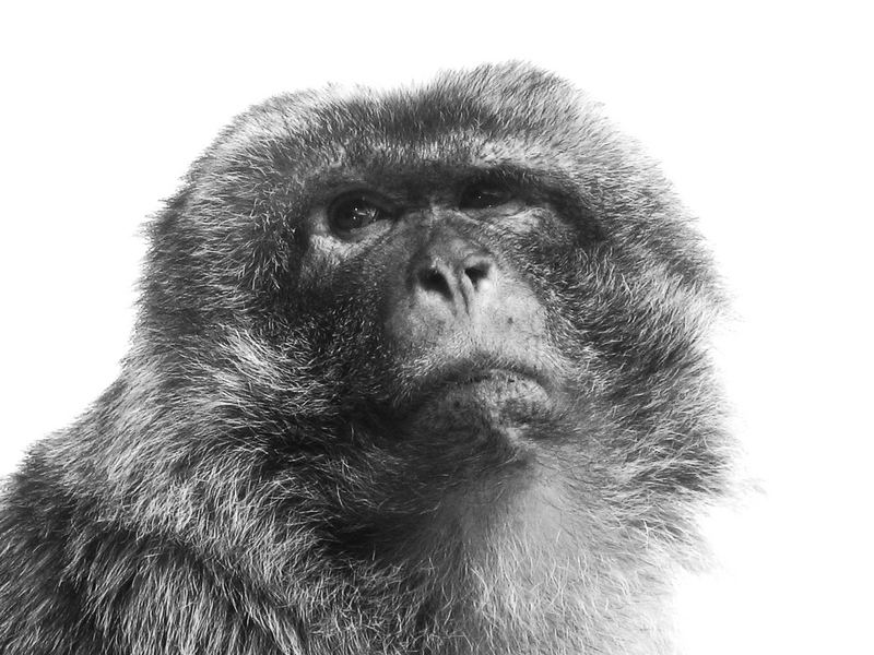 der schönste Affe in ganz Rocamadour