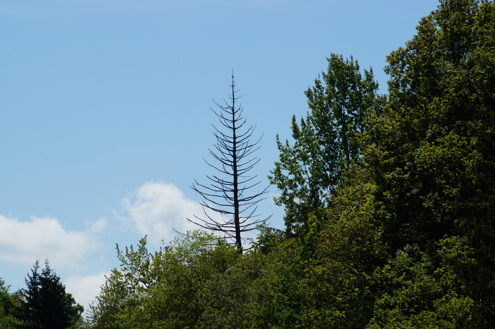 Der schönste Baum im ganzen Wald :D