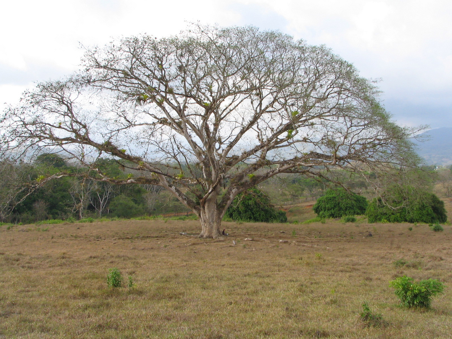 Der schönste Baum von Panama