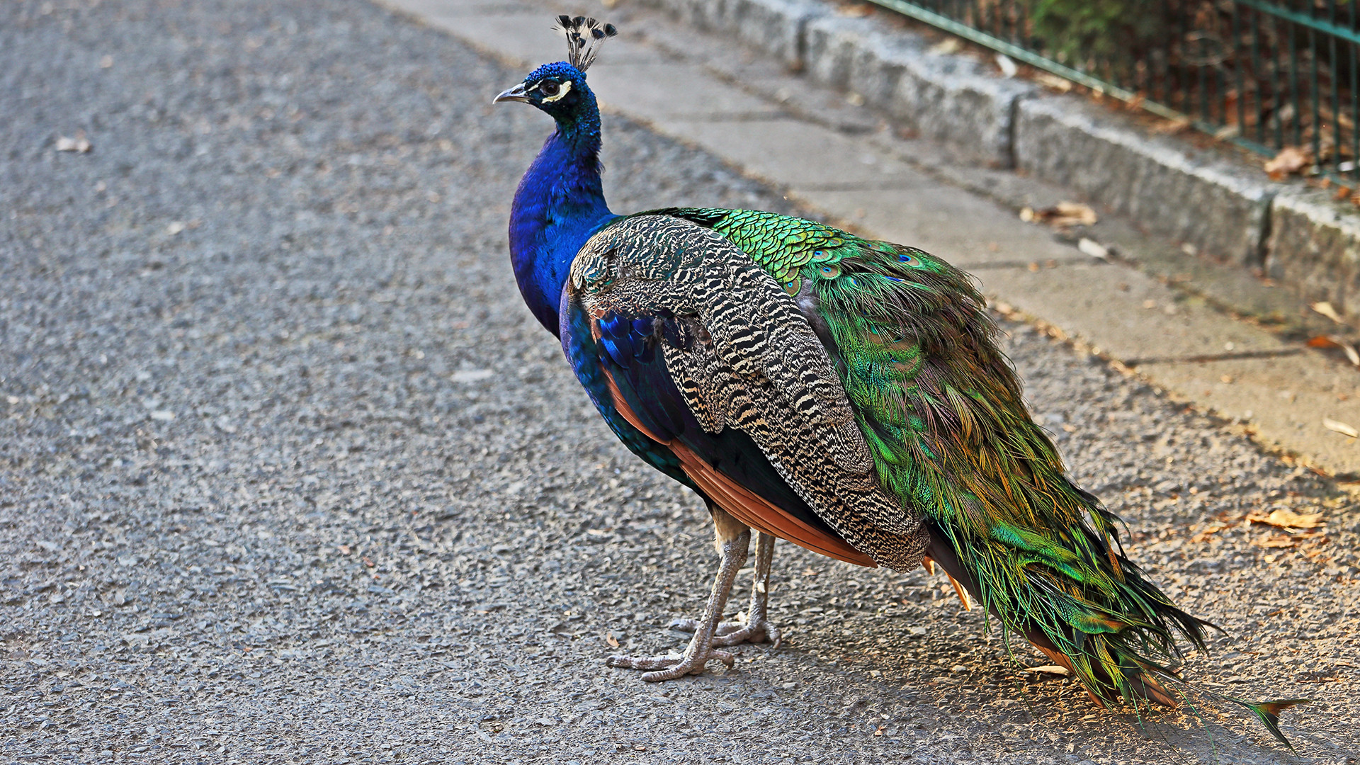 Der schönste Blaue Pfau (Paco cristatum) meines Lebens auf einer Aufnahme...