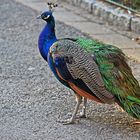 Der schönste Blaue Pfau (Paco cristatum) meines Lebens auf einer Aufnahme...