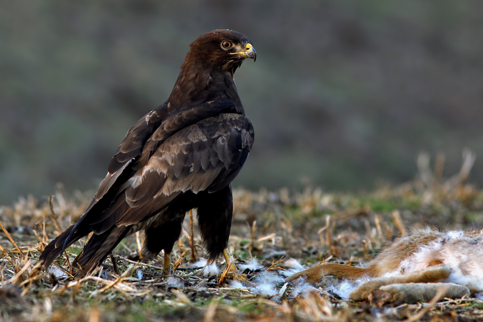 ~ der schönste "Buteo buteo" ~