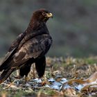 ~ der schönste "Buteo buteo" ~