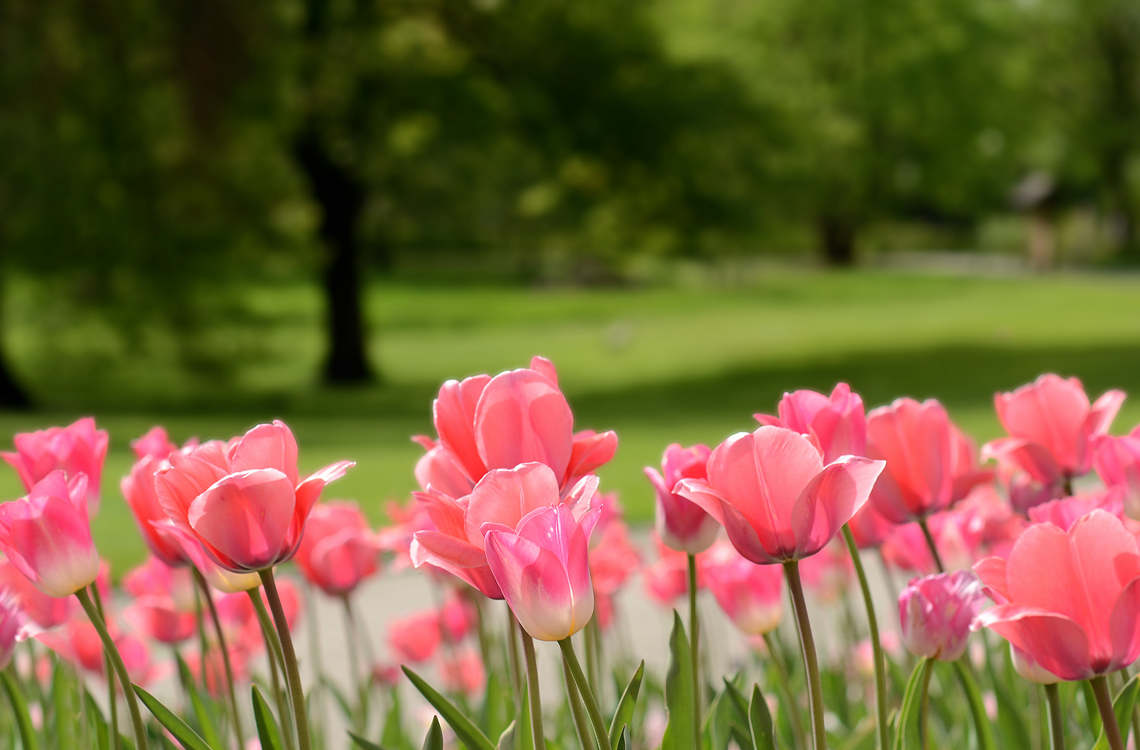 Der schönste Frühling seit 1860 ... (1)