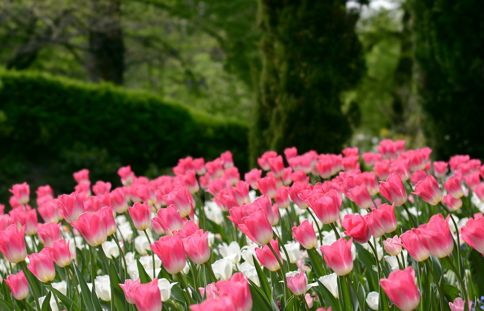 Der schönste Frühling seit 1860 ... (2)