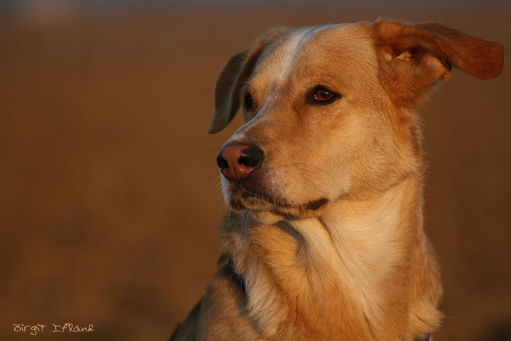 Der schönste Hund der Welt..