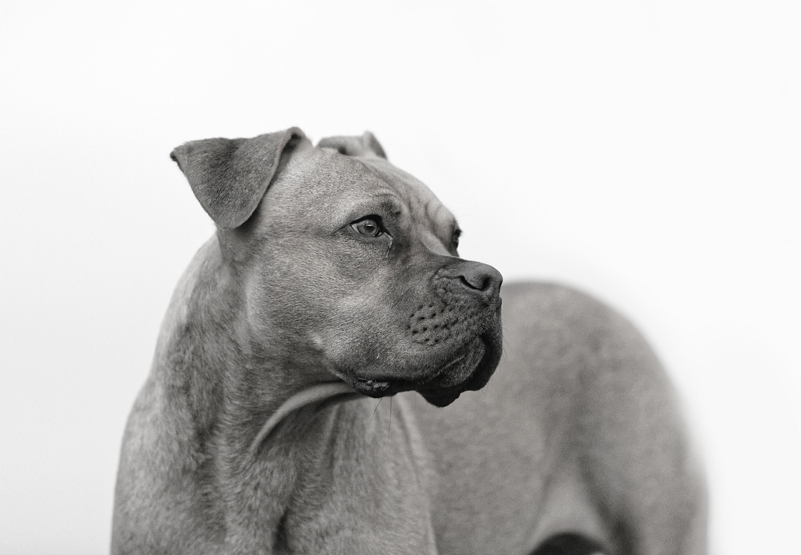 Der schönste Hund der Welt… Foto & Bild hunde, natur, tiere Bilder