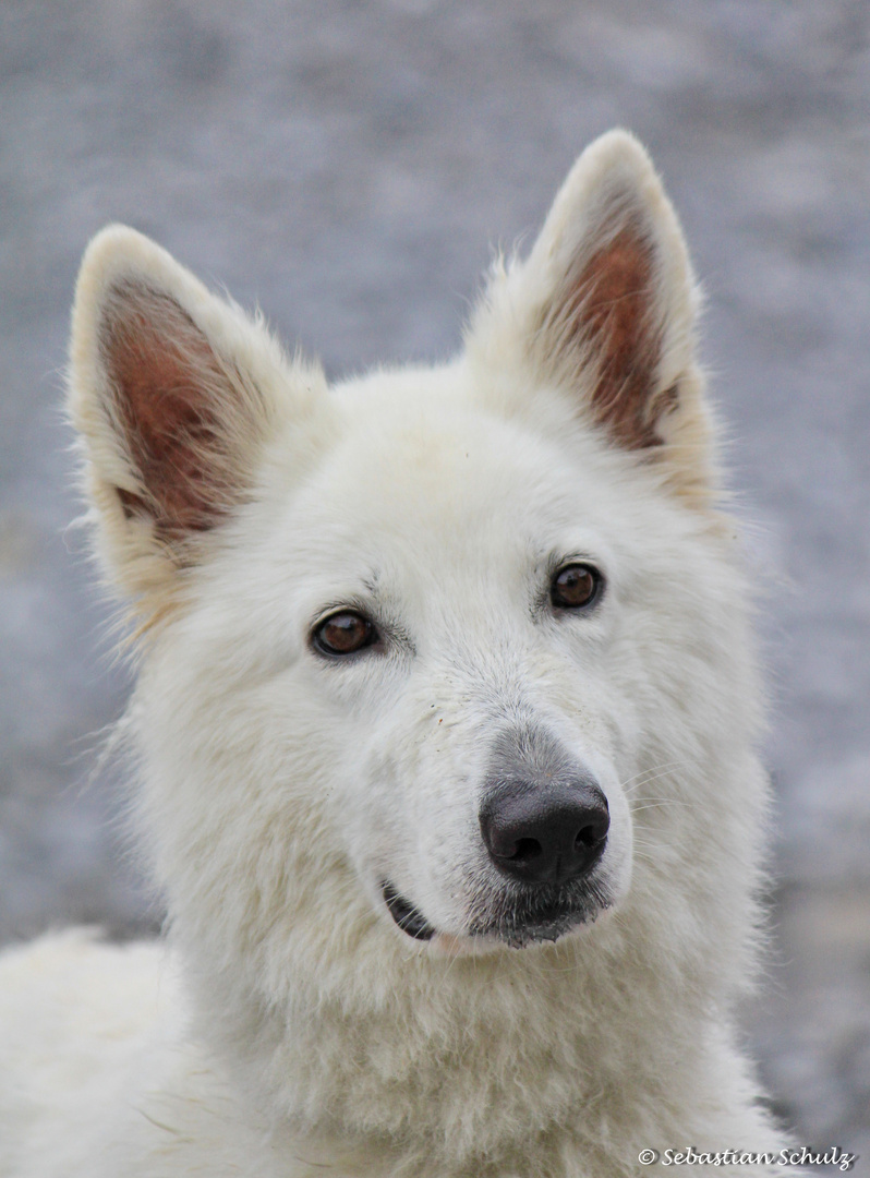 Der Schonste Hund Der Welt Foto Bild Tiere Haustiere Hunde Bilder Auf Fotocommunity