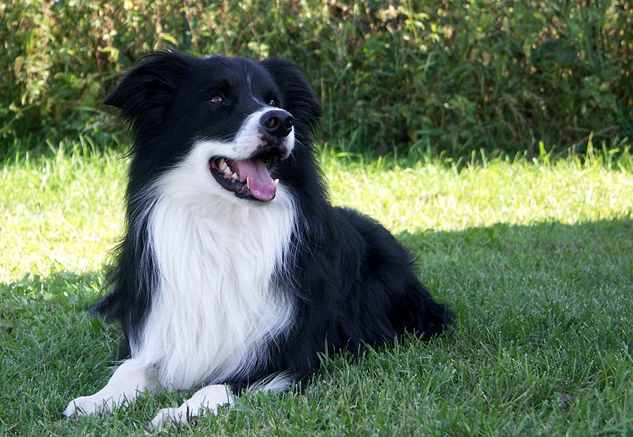 der schönste hund vom hundeplatz…………. Foto & Bild tiere