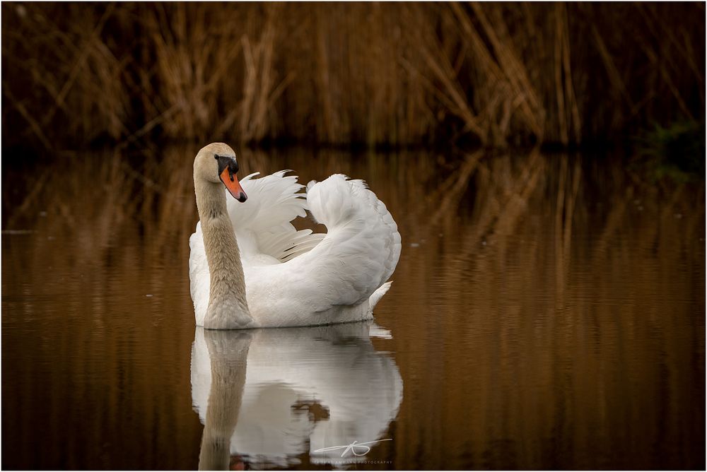 Der schönste im Teich Foto & Bild tiere, wildlife, wild lebende vögel
