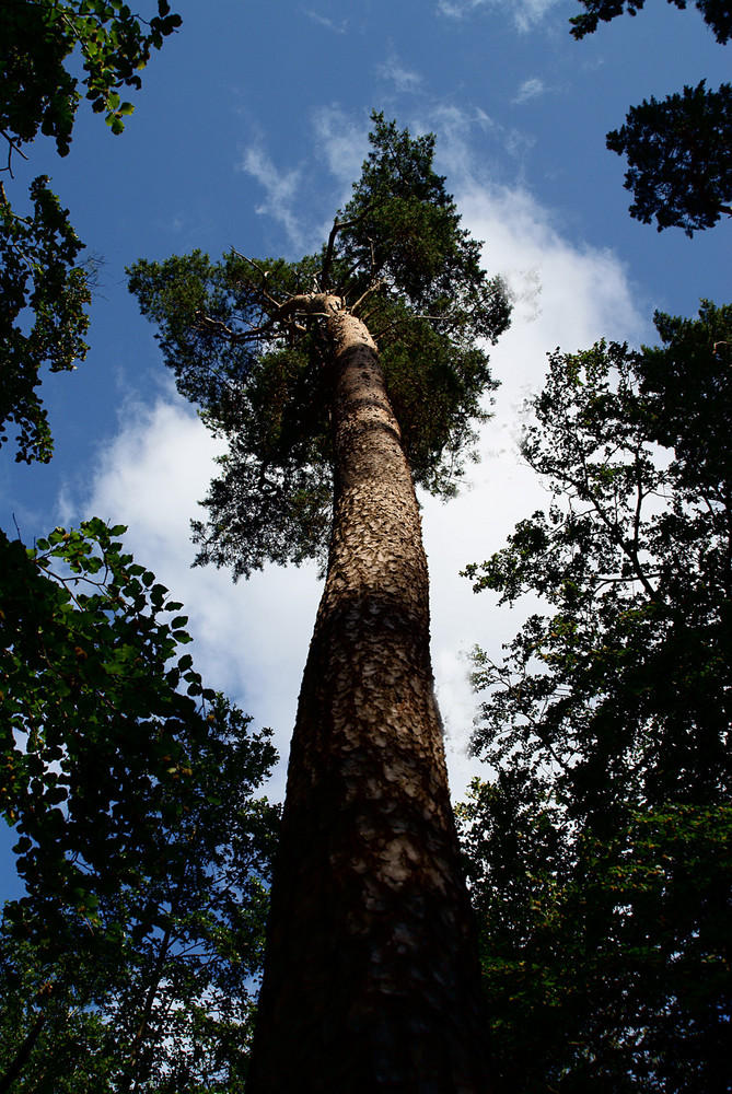 der Schönste im Wald