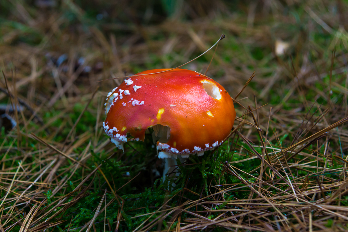 Der schönste im Walde!