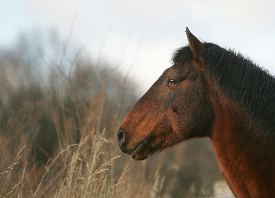 Der schönste Lusitano der Welt II