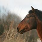 Der schönste Lusitano der Welt II