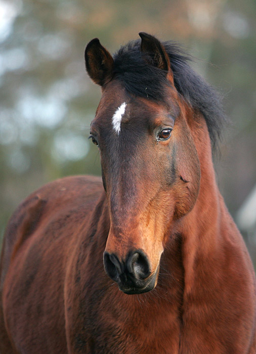 Der schönste Lusitano der Welt III