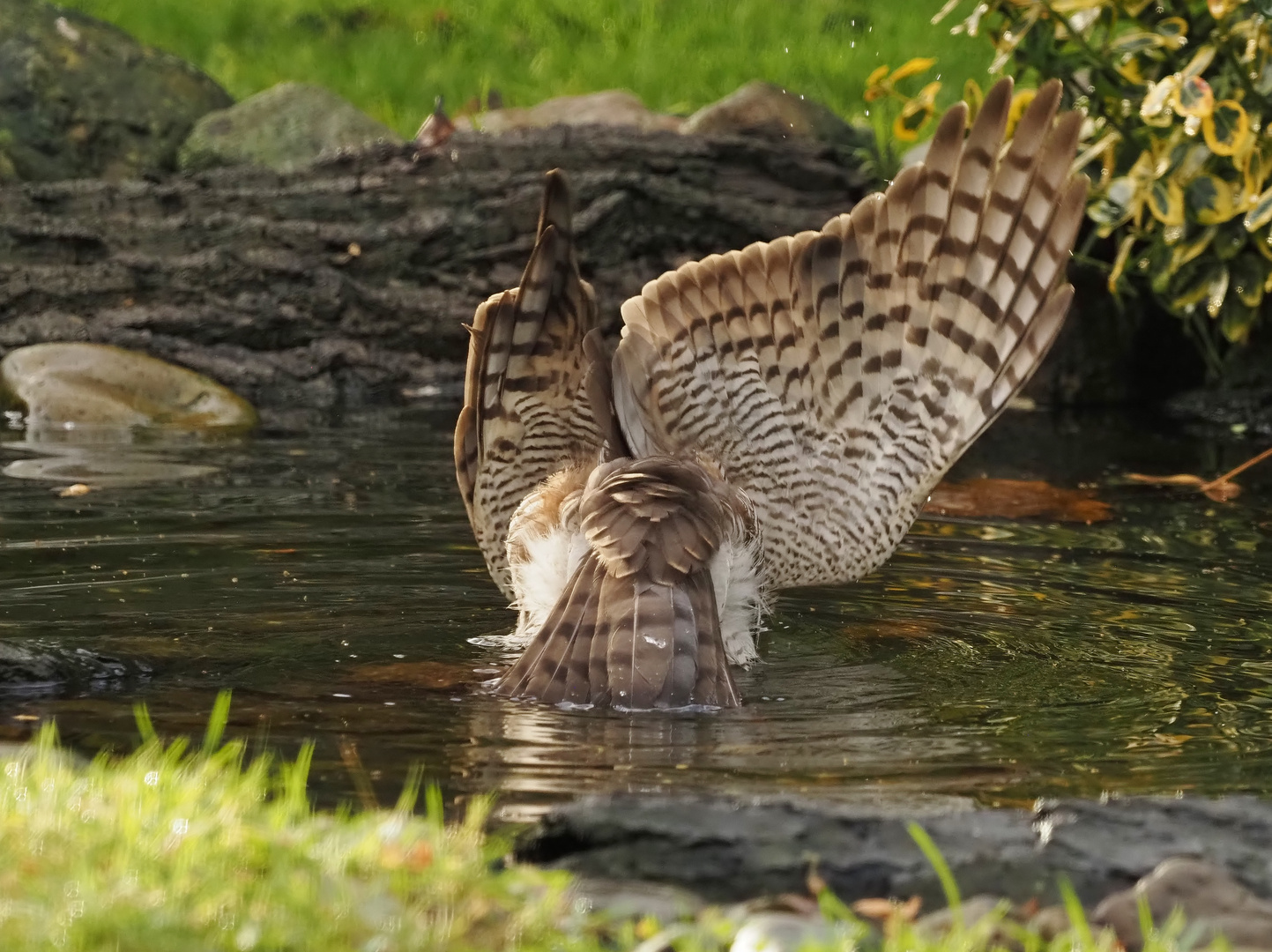 Der schönste "Mittelfinger".... Foto & Bild | tiere, wildlife, wild