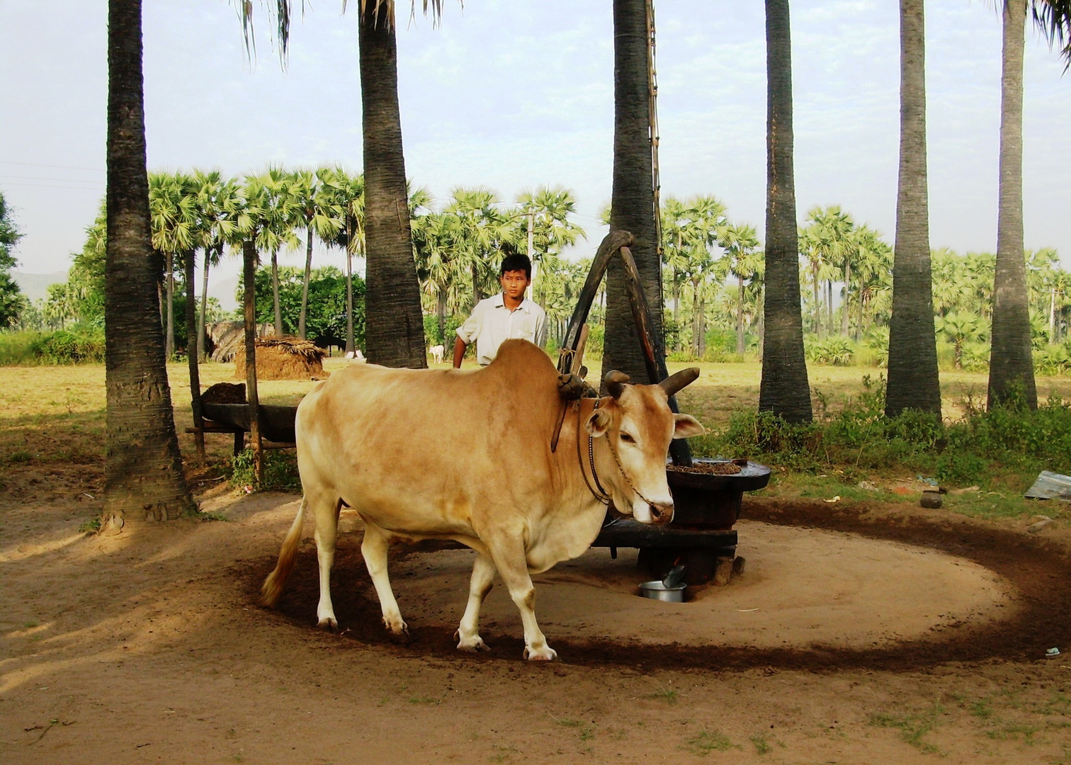 Der schönste Ochse von Myanmar.....