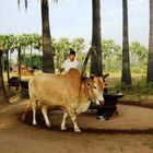 Der schönste Ochse von Myanmar.....