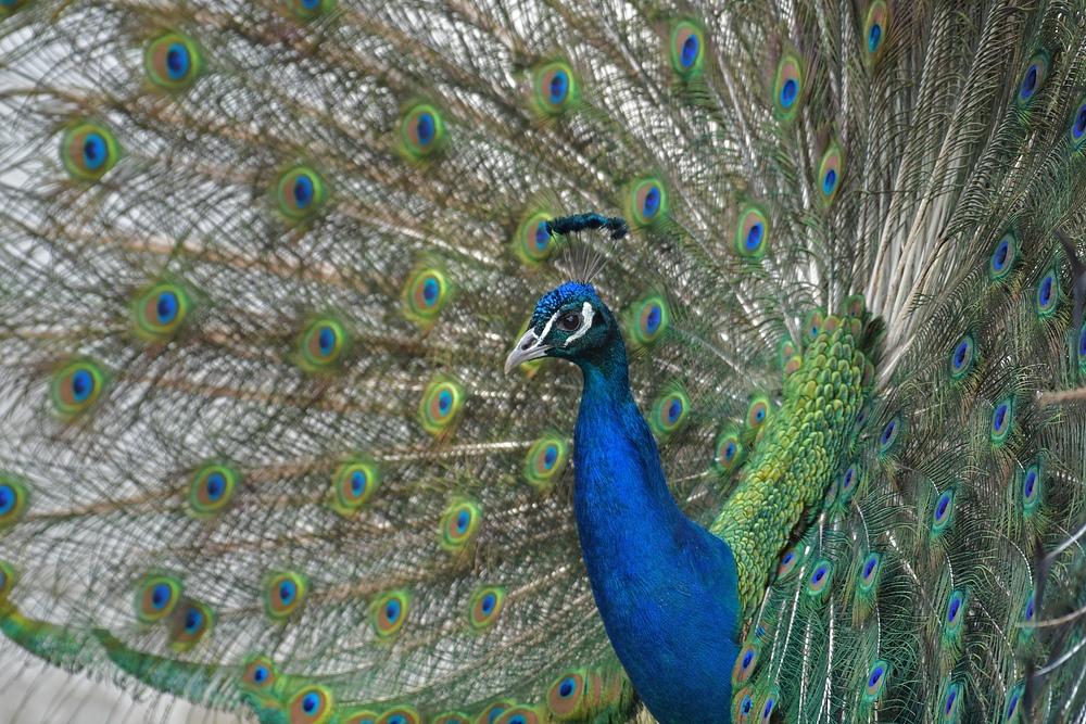 Der schönste Pfau vom ganzen Rhein 04