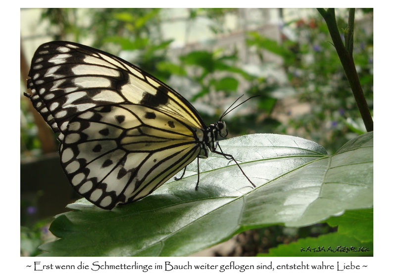 ...der schönste Schmetterling der Welt... Foto & Bild | tiere, wildlife
