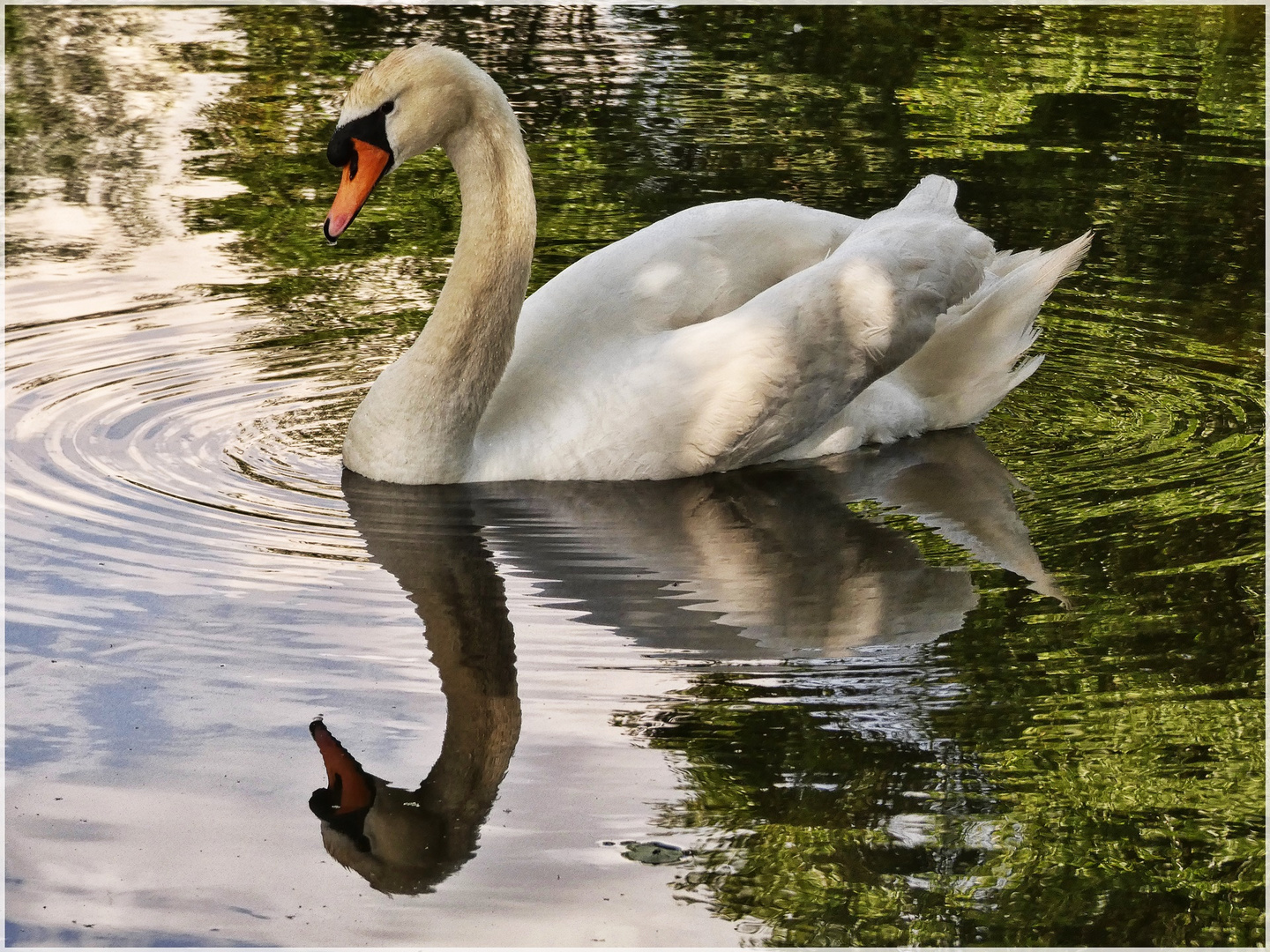 Der schönste Schwan im Südpark Düsseldorf