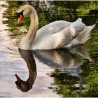 Der schönste Schwan im Südpark Düsseldorf