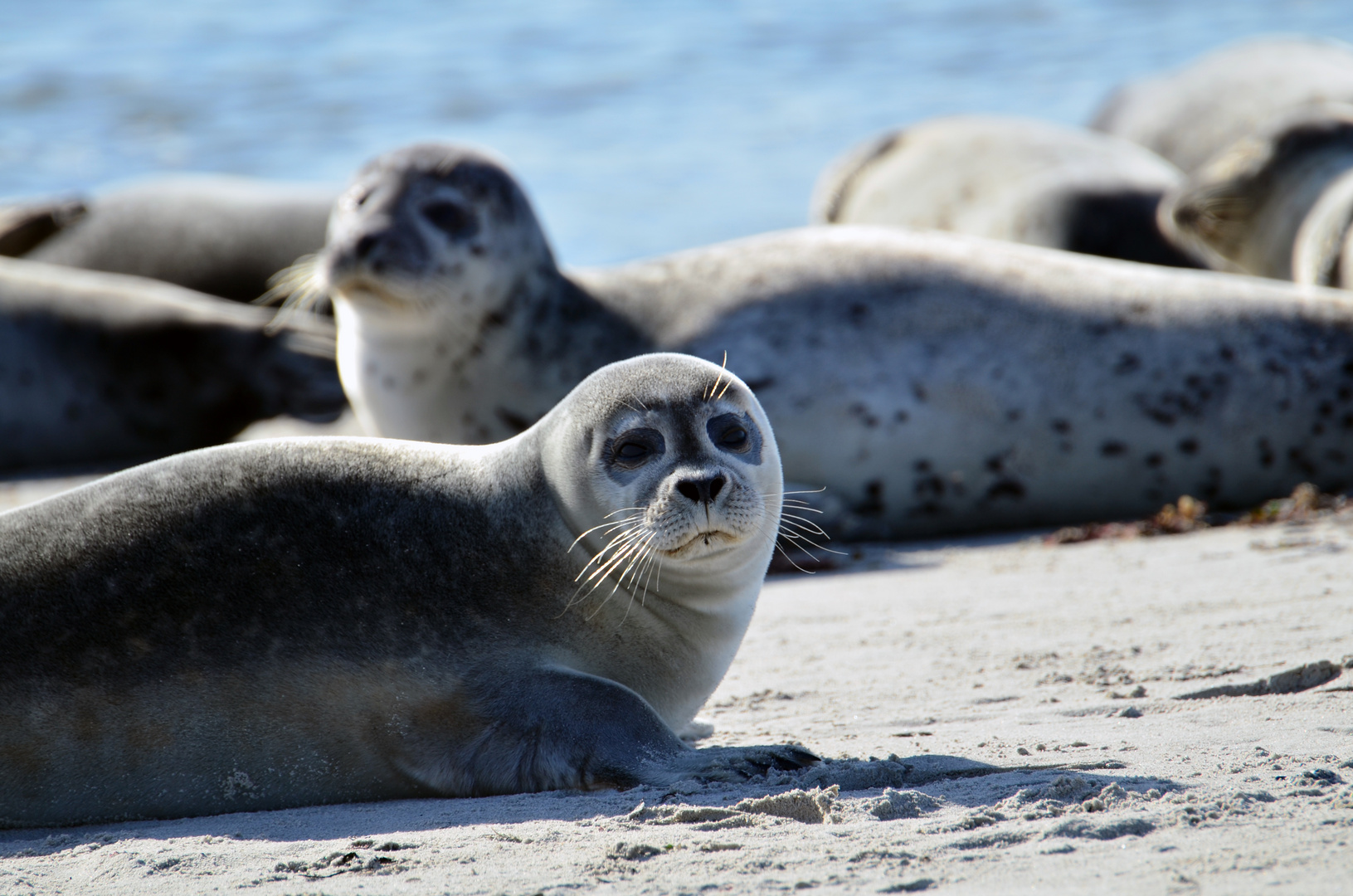 Der schönste Seehundschnautzer von Helgoland