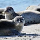 Der schönste Seehundschnautzer von Helgoland