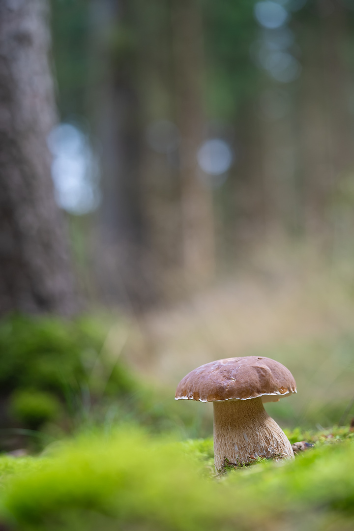 Der schönste Steinpilz