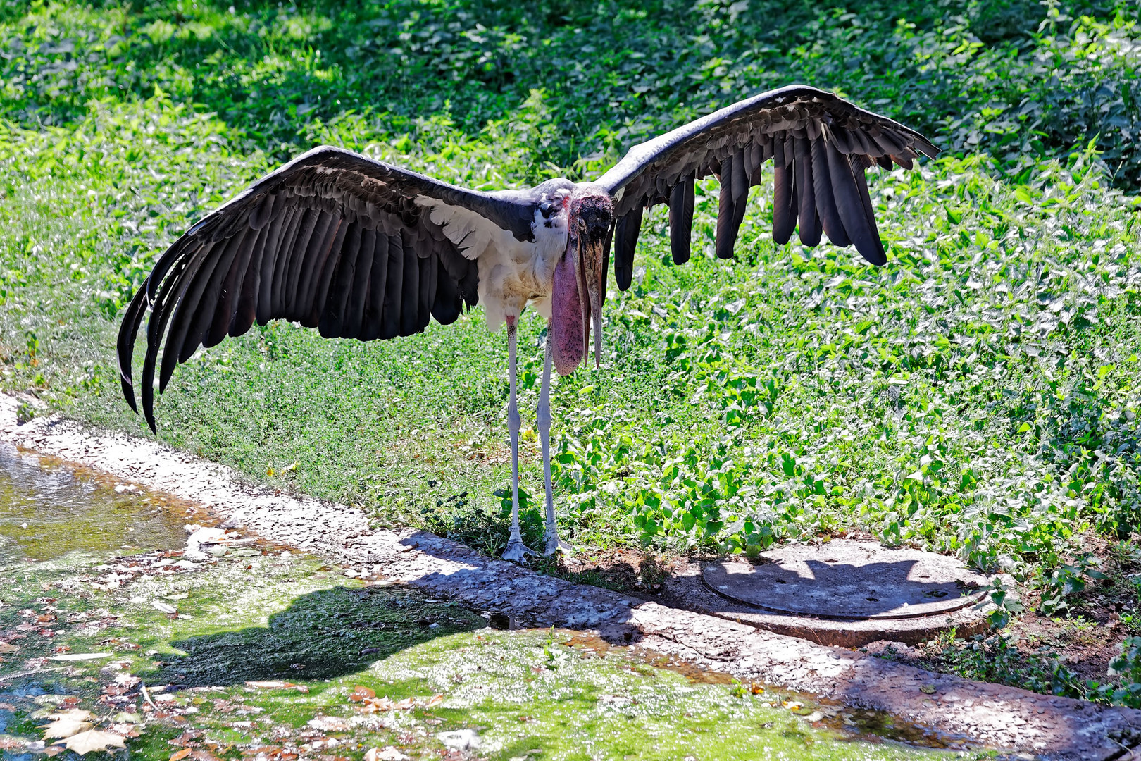 ... der schönste  Vogel der Welt  ...