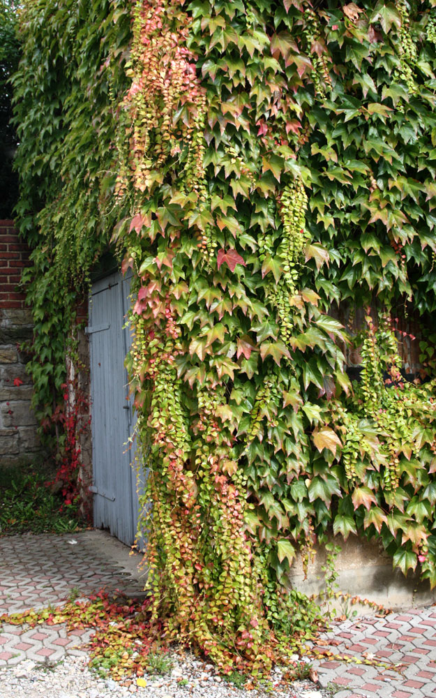 der schönste Wandschmuck für eine Hausecke