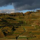 Der schönste Weinberg am Kaiserstuhl