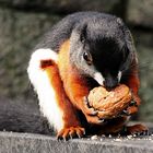 der schönste zoo auf der welt randers regenskov