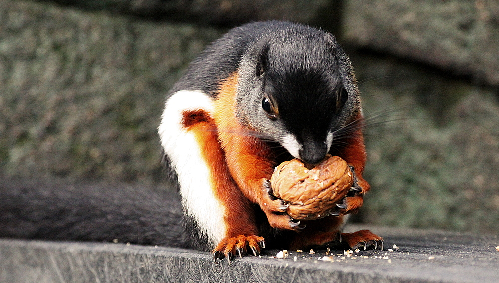 der schönste zoo auf der welt randers regenskov