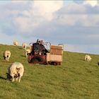 der "Schönwetter-Hallig-Express"...