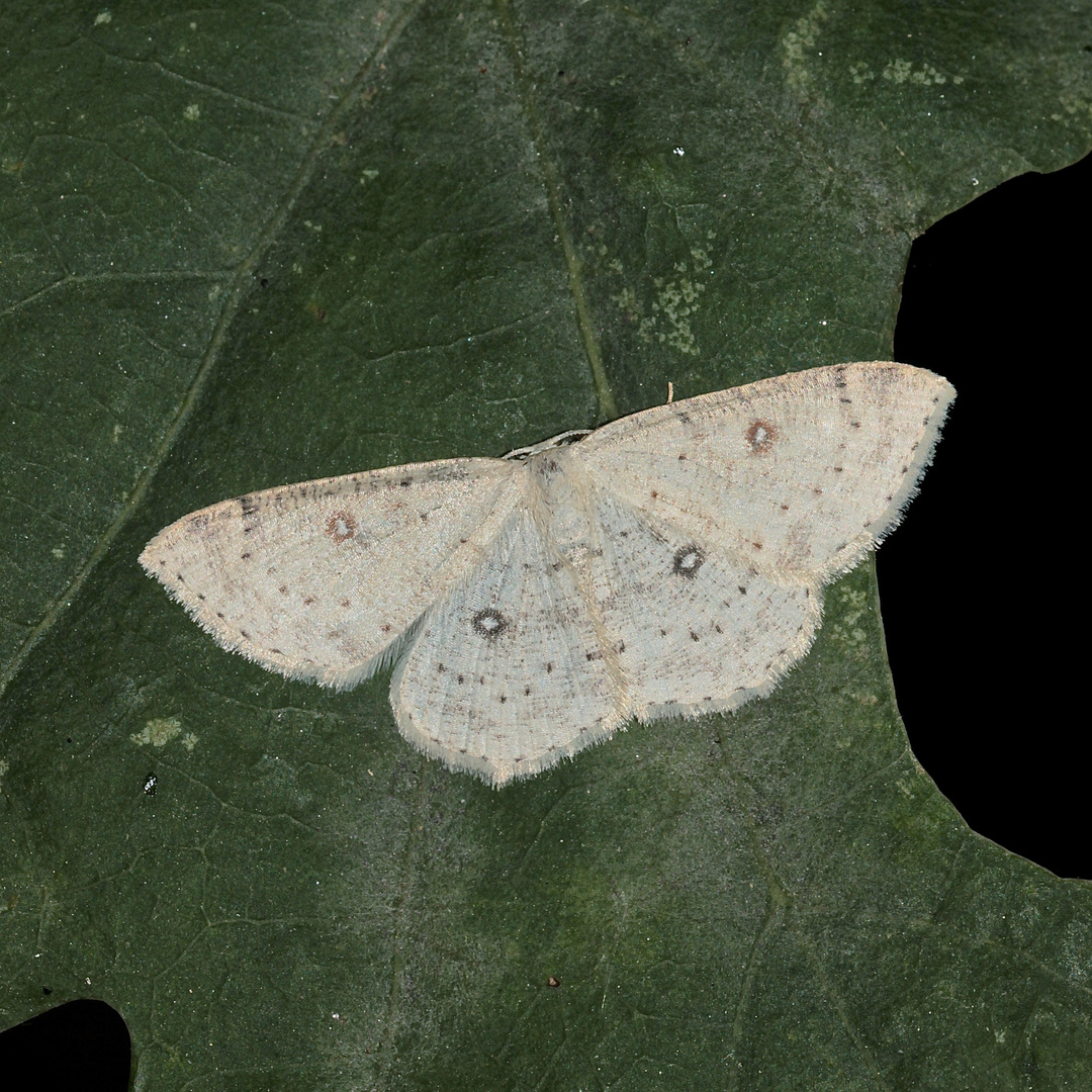 Der schon recht seltene Birken-Gürtelpuppenspanner (Cyclophora albipunctata) ...