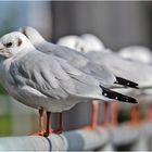 "Der schon wieder!" könnte der Blick der . . .