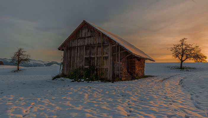 Der Schopf im Abendrot