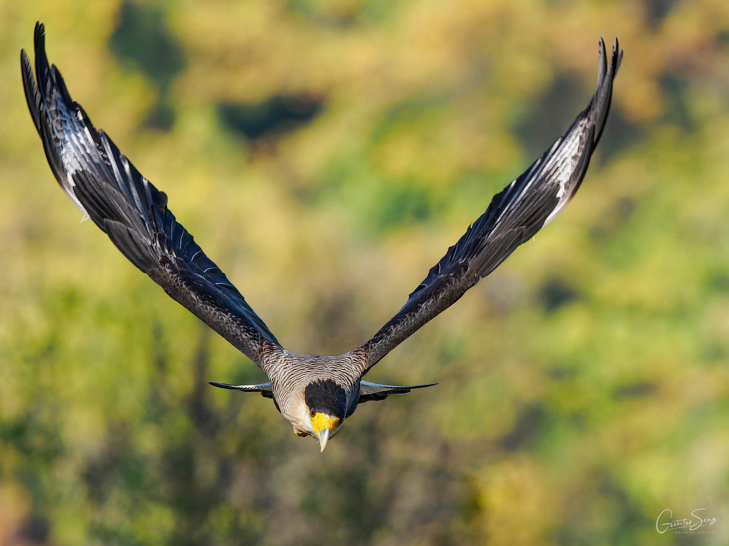 Der Schopfkarakara im Anflug