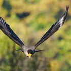 Der Schopfkarakara im Anflug