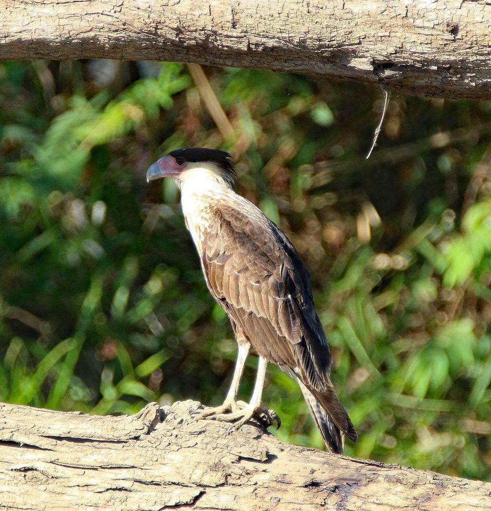 Der Schopfkarakara ist ein falkenartiger Vogel.