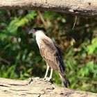 Der Schopfkarakara ist ein falkenartiger Vogel.