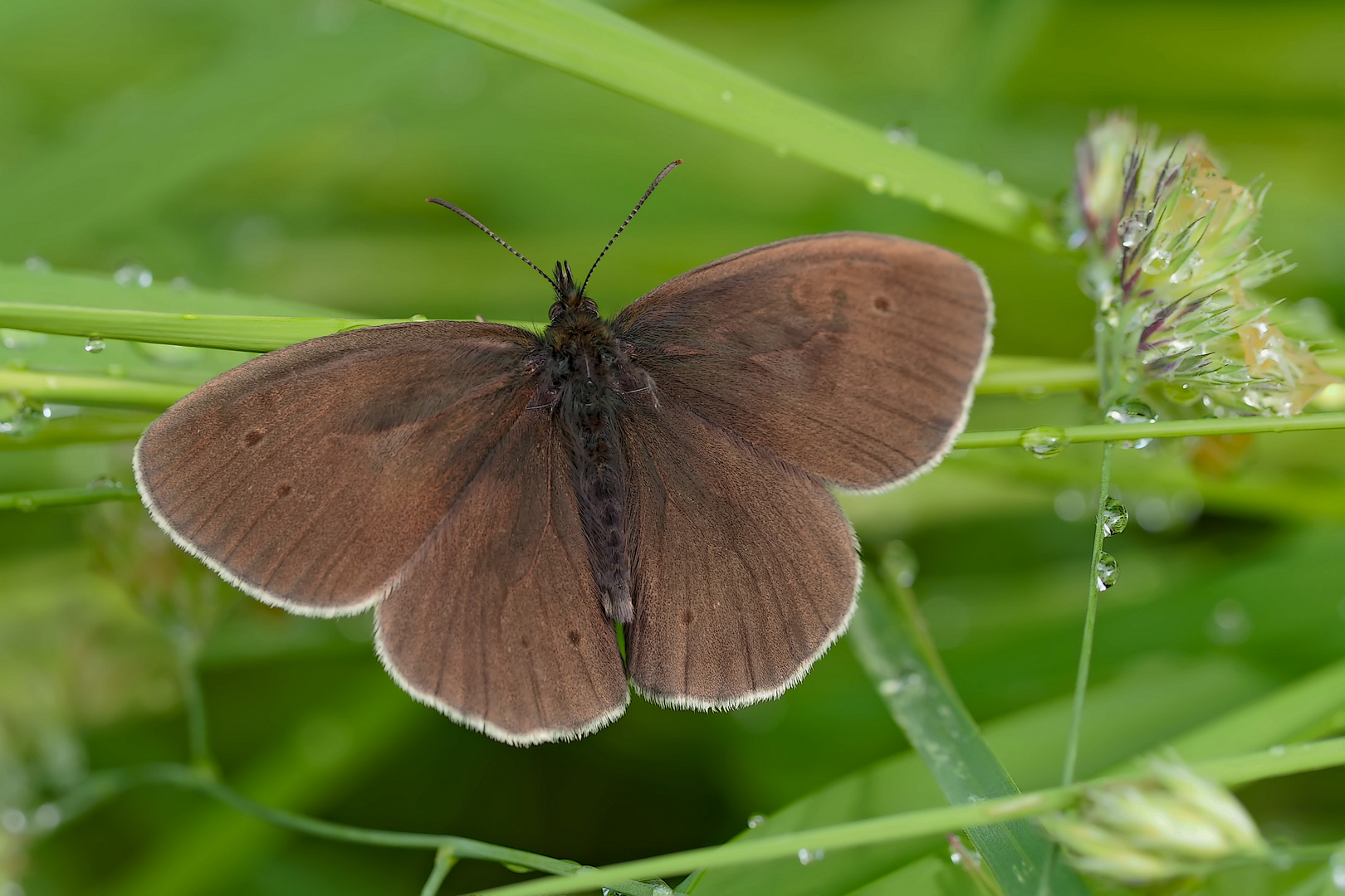 Der Schornsteinfeger (Aphantopus hyperantus) mit offenen Flügeln.