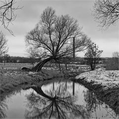 Der schräge Baum ...