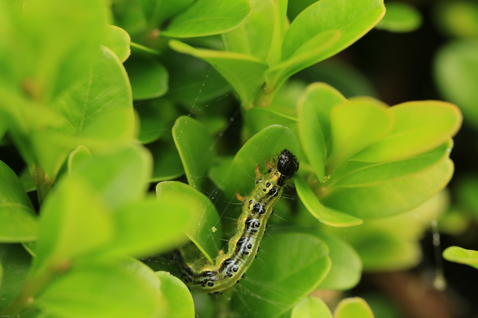 "Der Schrecken der Hecke"