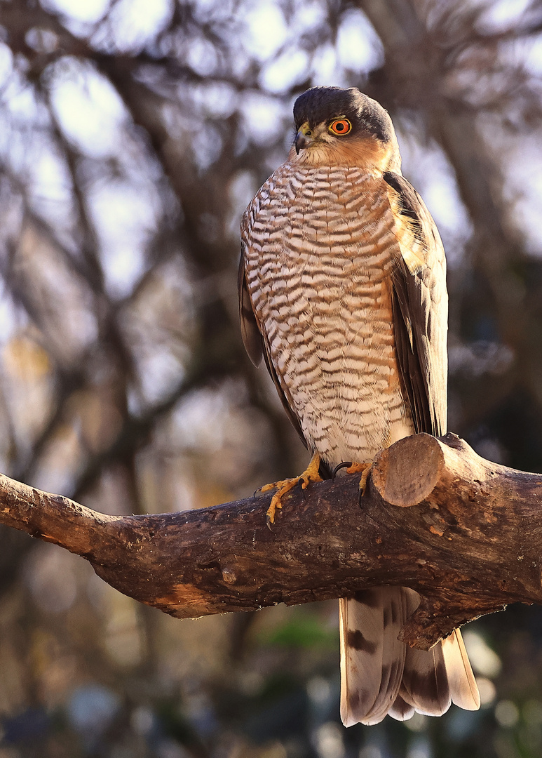 der Schrecken der Singvögel - Sperber (Accipiter nisus)